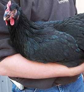 French Black Marans