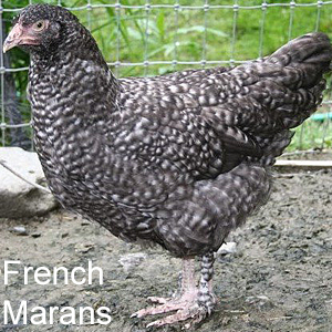 French Cuckoo Marans