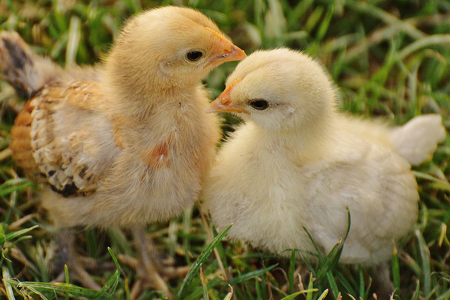 Baby Chicks