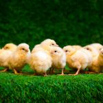 The Coronavirus Pandemic is Renewing Interest in Backyard Chickens