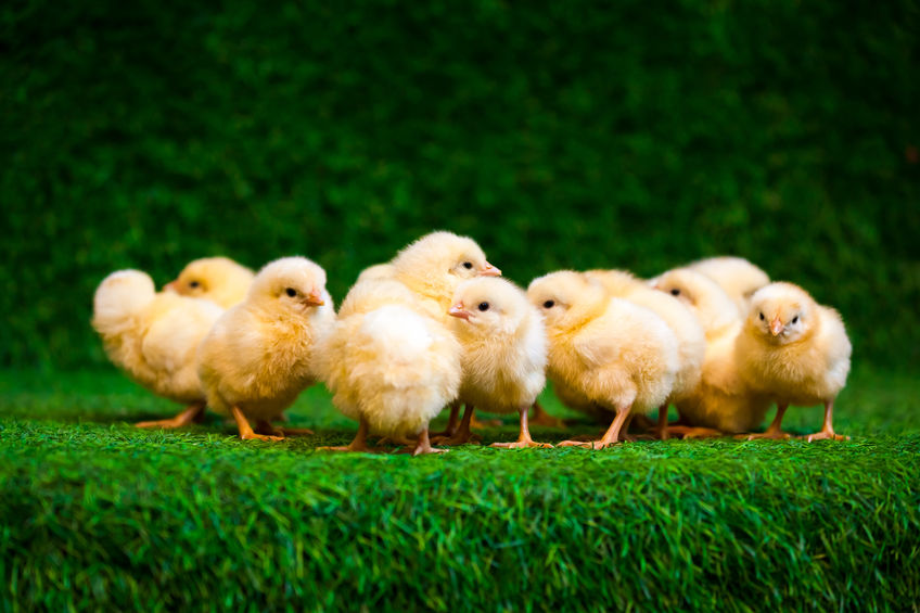 The Coronavirus Pandemic is Renewing Interest in Backyard Chickens