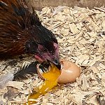 10 Reasons Hens Eat Their Own Eggs