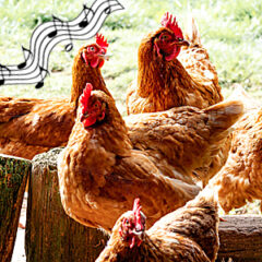 Blog about Chickens Poultry Hatching & Shipping Since 1936