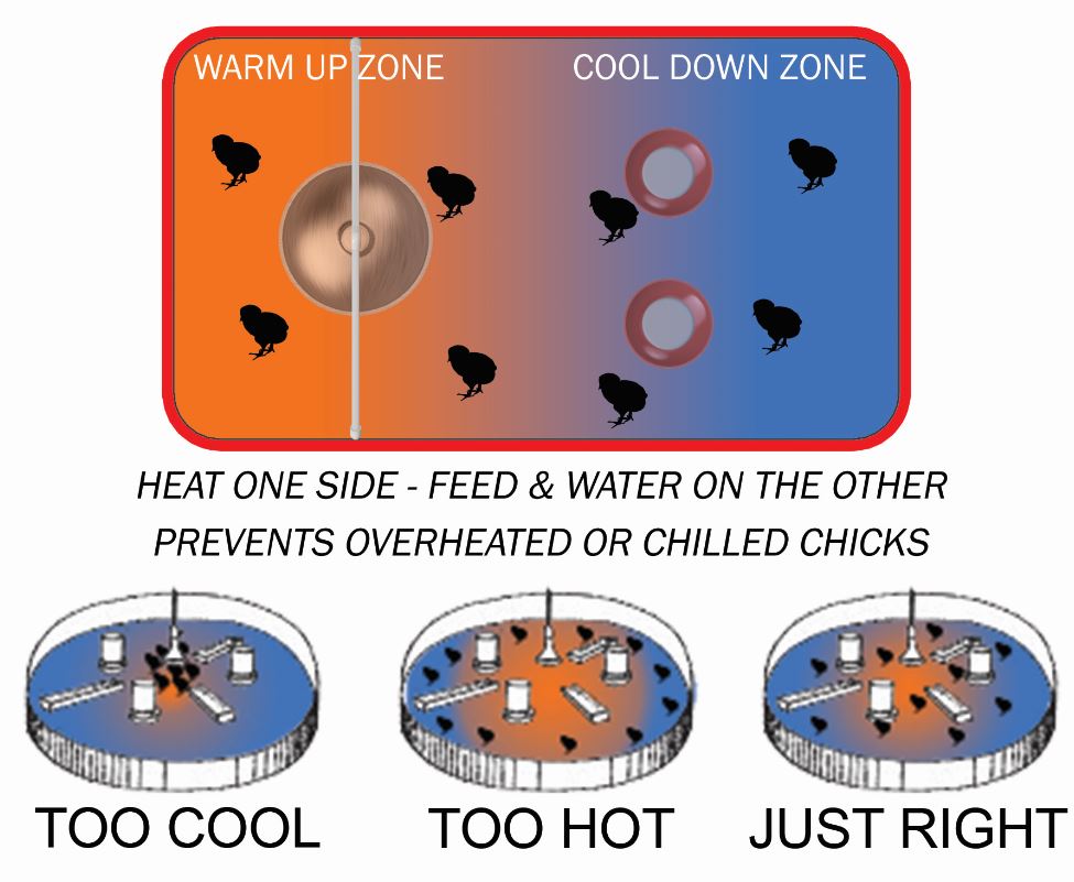 chick behavior best indicator of comfortable temperature