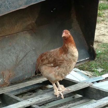 17 week old Black Tail Red Marans