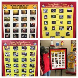 Chicken Posters