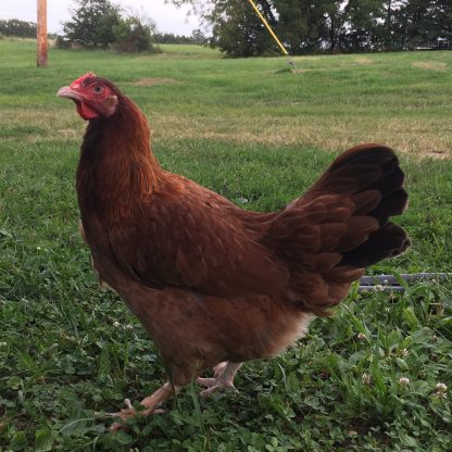 Black Tailed Red Marans