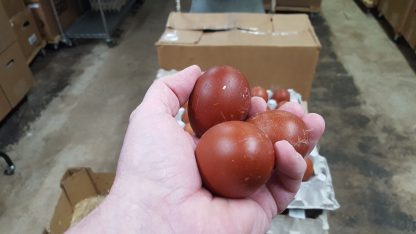 Black Tailed Red Marans Eggs