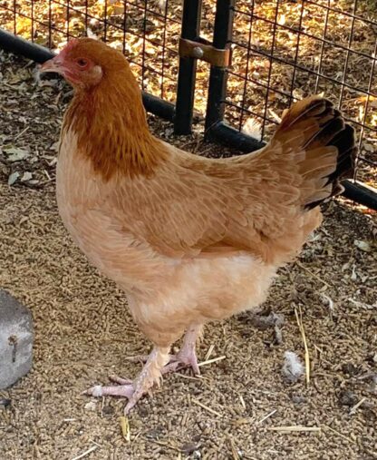 Black Tailed Red Marans