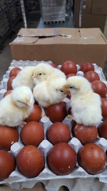 Black Tailed Red Marans Eggs