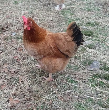 Black Tailed Red Marans