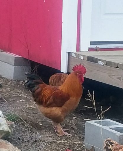 Black Tailed Red Marans