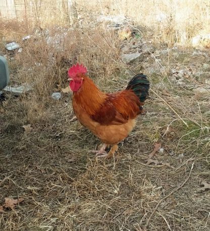 Black Tailed Red Marans