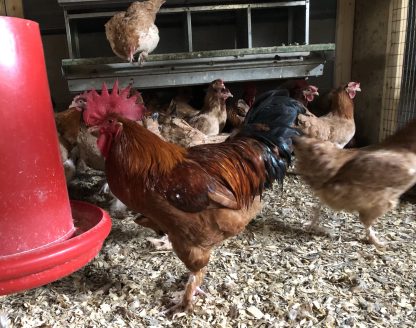 French Black Tailed red marans chickens