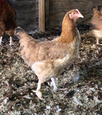French Black Tailed red marans chickens