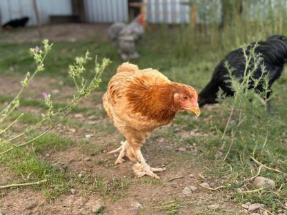 French Black Tailed Redl Marans