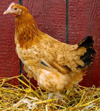 French Black Tailed Red Maran Hen