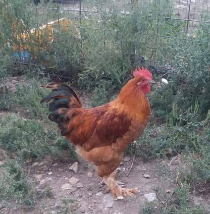 French Black Tailed Red Marans 6