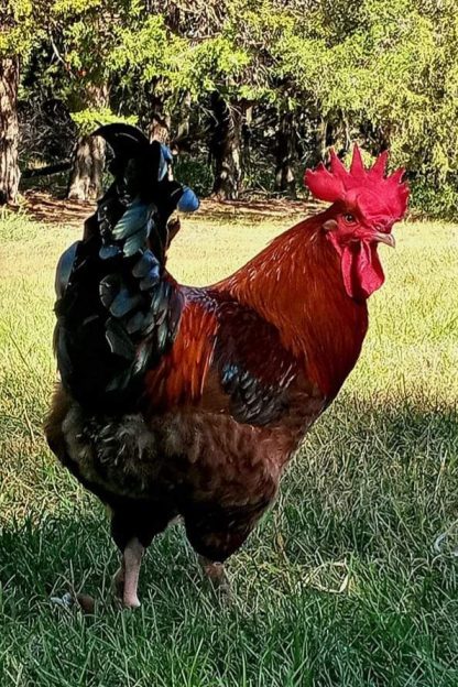 French Black Tailed Red Marans