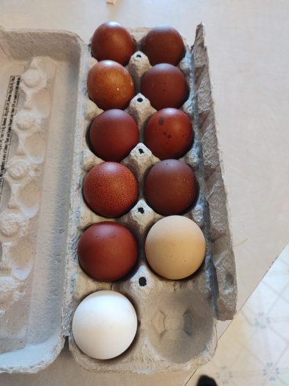 French Black Tailed Red Marans