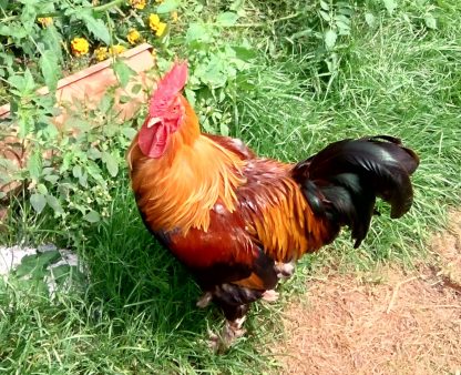 French Black Tailed Red Marans