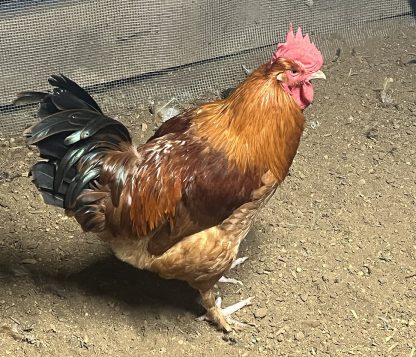 French Black Tailed Red Marans