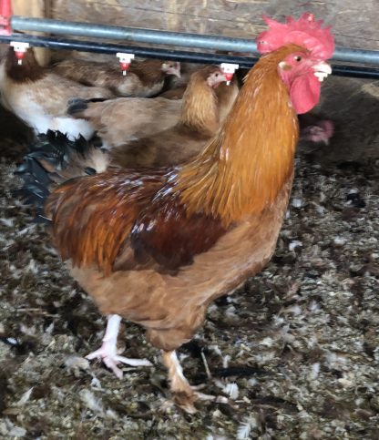 French Black Tailed Red Marans