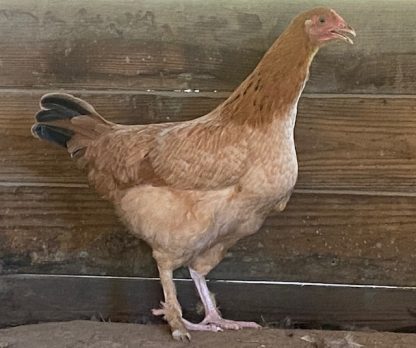 French Black Tailed Red Marans