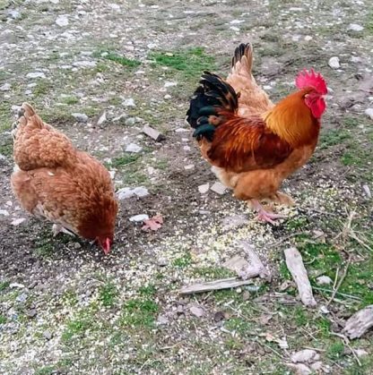 French Black Tailed Red Marans