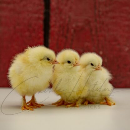 French Black Tailed Red Marans - Image 3
