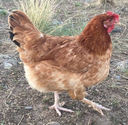 French Black Tailed Red Marans Credits Andrea Hunter