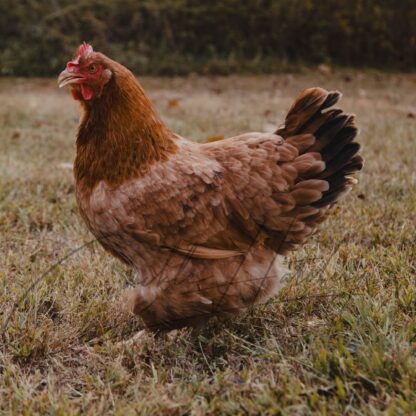 French Black Tailed Red Marans - Image 2