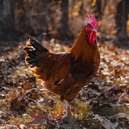 French Black Tailed Red Marans
