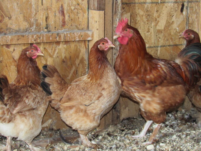French Black Tailed Red Marans credit Patrick Appel