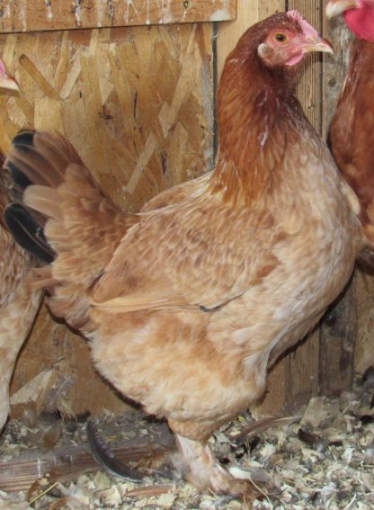 French Black Tailed Red Marans credit Patrick Appel