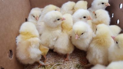 French Black Tailed Red Marans