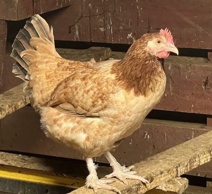 French Black Tailed Red Marans