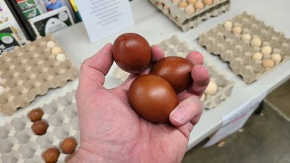 French Black Tailed Red Marans Eggs