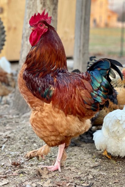 French black tailed red Marans Chicken