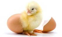 baby chick