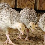 Turkey Poults