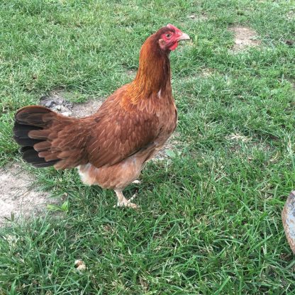 Black Tailed Red Marans