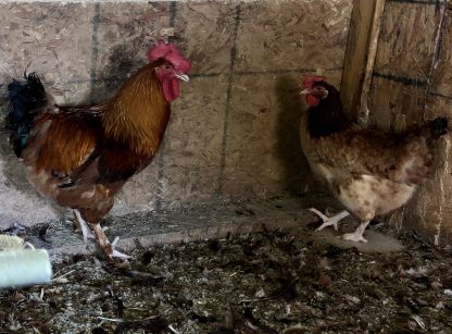 French Black Tailed Red Marans