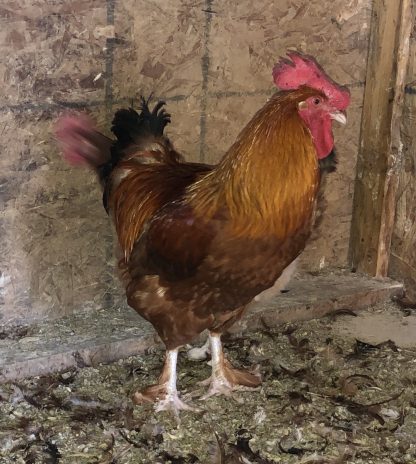 French Black Tailed Red Marans