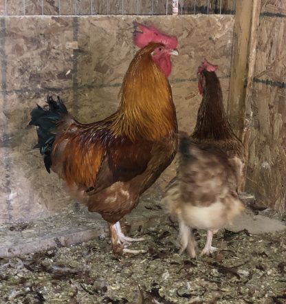 French Black Tailed Red Marans