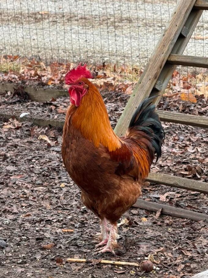 French Black Tailed Red Marans - Image 71
