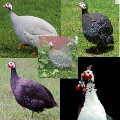 Guinea Fowl for Sale