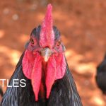 Chicken Wattles