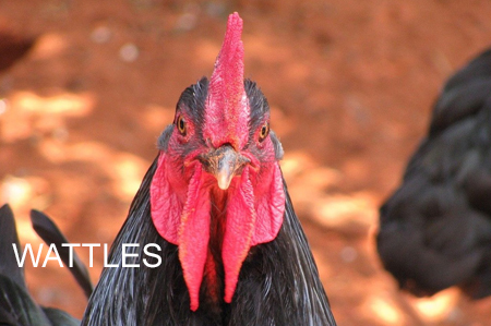 Chicken Wattles