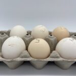 Silver Duckwing Old English Standard eggs